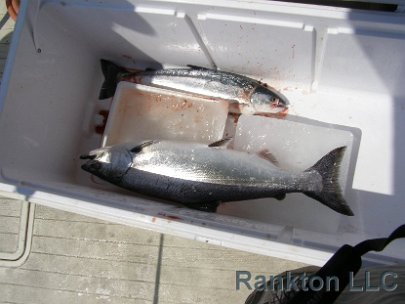 Lenise's first Chinook on ice