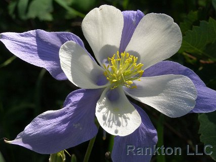 Beaver Creek Scouting 10