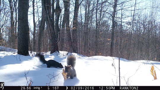 IMG_0103 2016 - Grey and Black (grey) squirrel