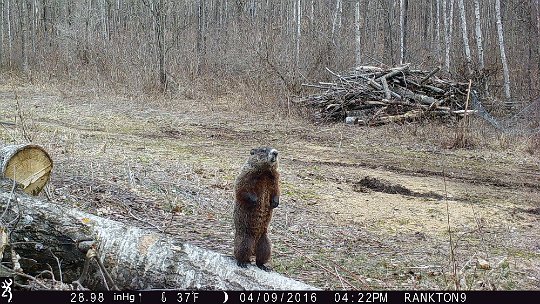 IMG_0181 2016 - Marmot (woodchuck)