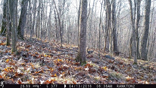 IMG_0368 2016 - Grey squirrels, LLR stand