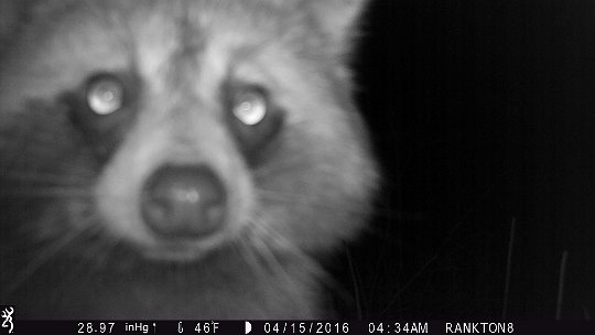 IMG_0622_Dog_Leg 2016 - Curious racoon at the end of RF road