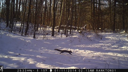 IMG_1111 2014 - Grey squirrel in flight