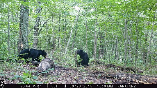 IMG_0266 2015 - Sparring cubs #1