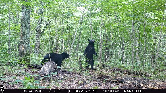 IMG_0267 2015 - Sparring cubs #2