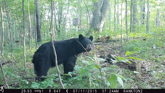 IMG_0355 2015 - LR stand. Cub