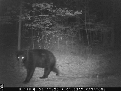 IMG_0032 2017 - Knoll road. Bear 1 of 2