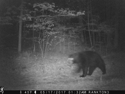IMG_0034 2017 - Knoll road. Bear 2 of 2