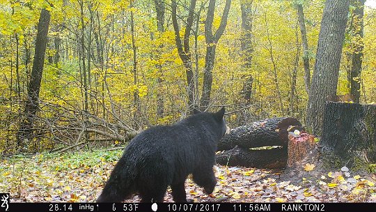 IMG_0270 2017 - LLR stand. Young bear