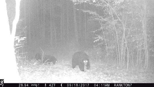 IMG_0447 2017 - Roy's loop. Sow and two cubs