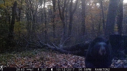 IMG_0543a 2017 - LLR stand. I'm not sure i'd like this guys attention