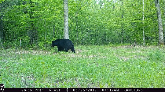 IMG_0574 2017 - Light muzzle bruin is still around