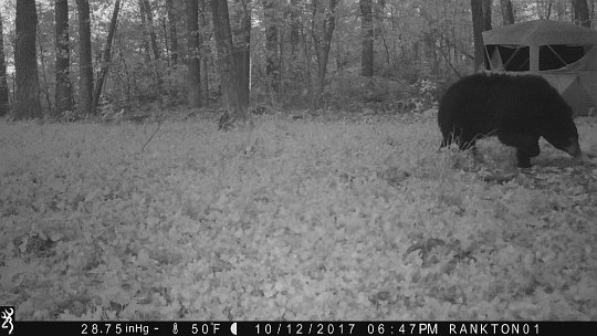 IMG_0636 2017 - East End food plot, Bruin hung around for about one hour using salt lick and browsing