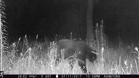 IMG_0879 2017 - Oak Mdw