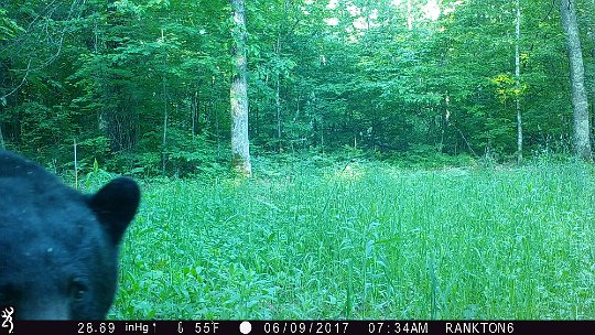 IMG_1226 2017 - the big bruin heading north