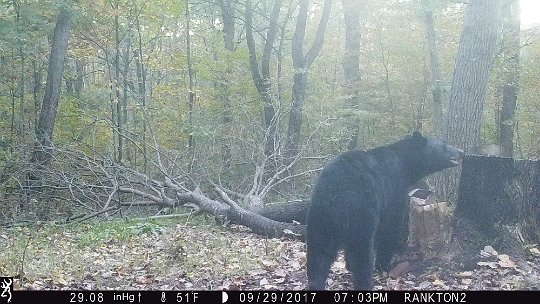 IMG_1755 2017 - LRR stand. One year old?