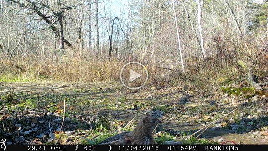 IMG_0042 2016 - Cabin Mdw. Grouse