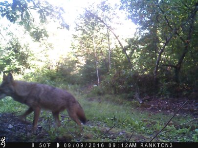 IMG_0091 2016 - Coyote Cabin Mdw