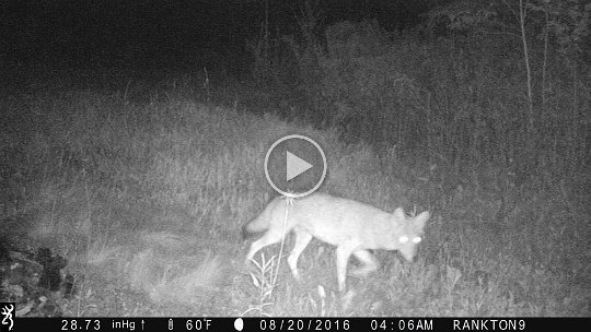 IMG_0108 2016 - Coyote, cabin meadow
