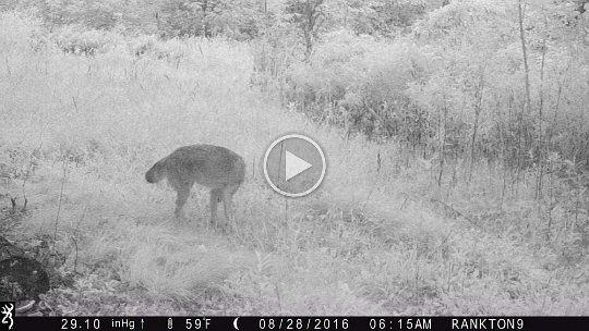 IMG_0140 2016 - Coyote, cabin meadow