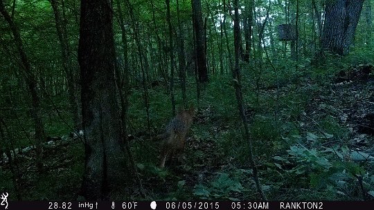 IMG_0210 2015 - Coyote #2