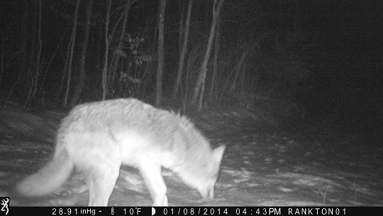 IMG_1038 2014 - Wolf. East End road