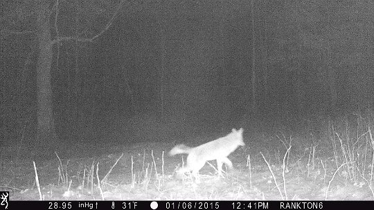 IMG_1051 2015 - Probably a coyote. Oak Mdw