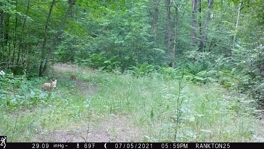 coyote pups