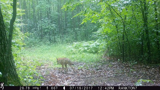 IMG_0076 2017 - RF loop, Coyote