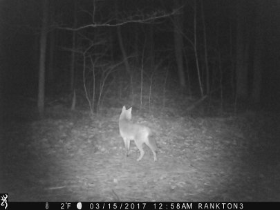 IMG_0130 2017 - Knoll rd, Wolf