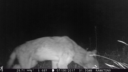 IMG_0193 2017 - RF loop. Coyote