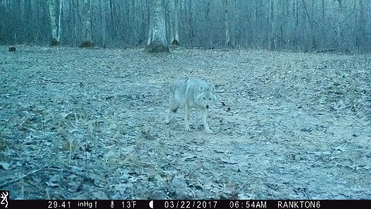 IMG_0302 2017 - Oak Mdw, Pregnant wolf