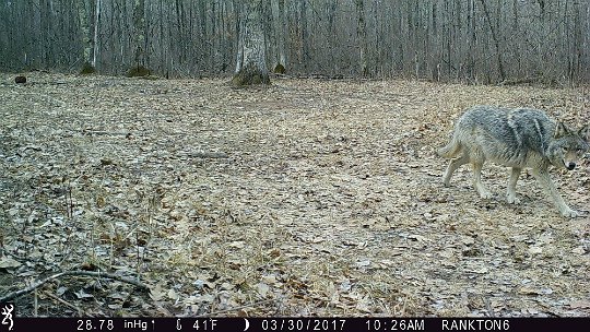 IMG_0493 2017 - Oak Mdw, Pix 1,Pregnant wolf