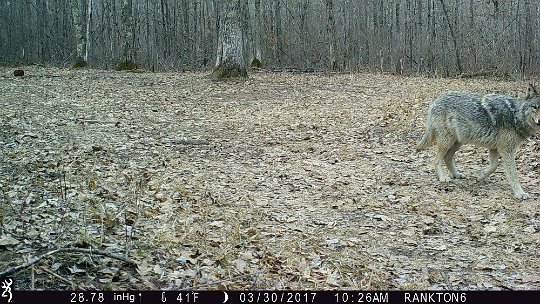 IMG_0494 2017 - Oak Mdw, Pix 2, Pregnant wolf