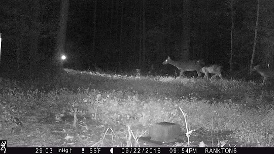 IMG_0090 2016 - Oak Meadow, caught mom and two fawns being caught on another camera