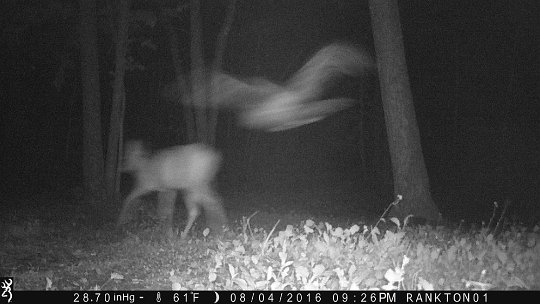 IMG_0107 2016 - EastEnd Plot. Owl chasing deer