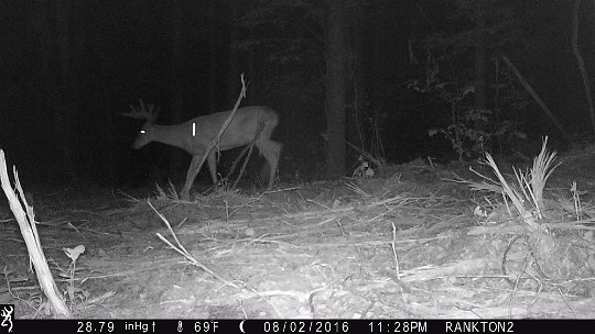 IMG_0129 2016 - NIce 8 point walking right in front of ranging pole. LR stand