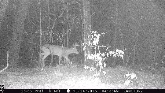 IMG_0142 2016 - Nice 6 point. Already nocturnal