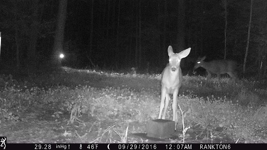 IMG_0150 2016 - Oak Meadow, caught mom and a fawns being caught on another camera