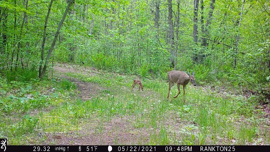 doe fawn slough 2021