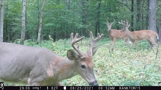 plenty of bucks