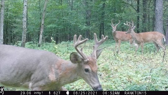 plenty of bucks