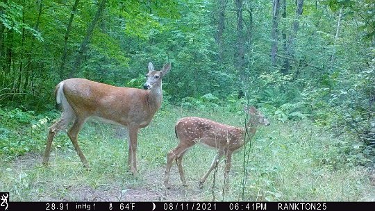 three month fawn