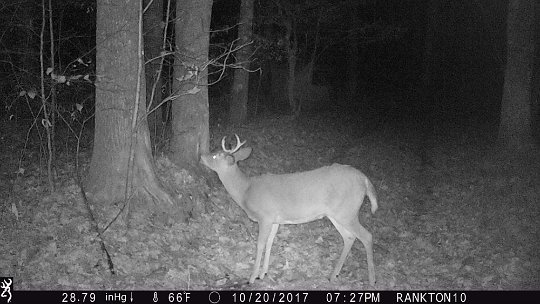 IMG_0055a 2017 - East end food plot