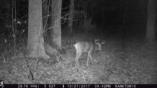 IMG_0067 2017 - East end food plot