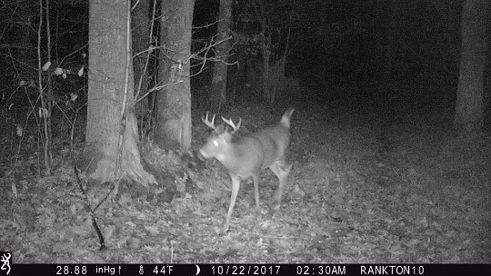 IMG_0078 2017 - East end food plot. Going for the doe