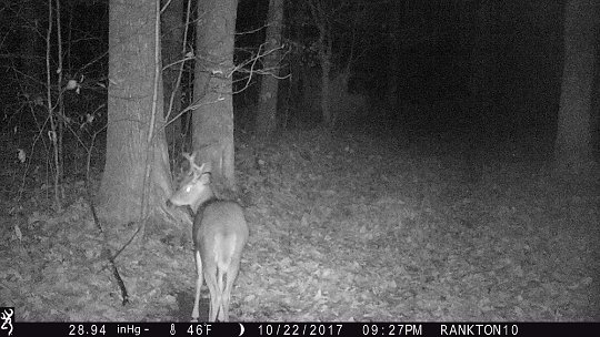 IMG_0135 2017 - East end food plot. He scented the branch and then scraped the ground and peed.