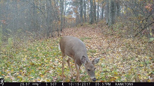 IMG_0430 2017 - Roy's Loop. This doe has a left ear that is notched and has white hair on the inside.