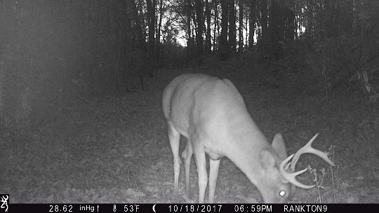 IMG_0486 2017 - Roy's Loop. Nice buck.