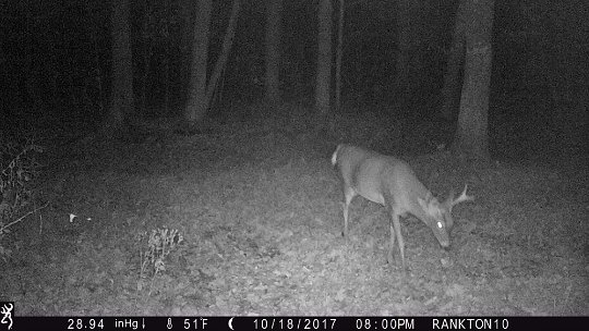 IMG_0638 2017 - East End - antlers outside of ears